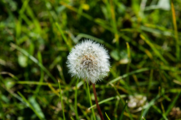 Taraxacum officinale, dandelion in the grass