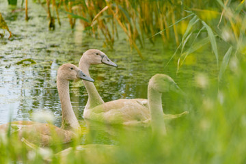 Juvenile Mute Swan, Cygnus olor on the water