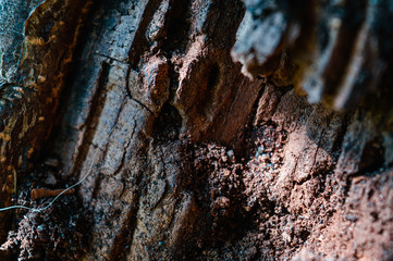 bark of a tree