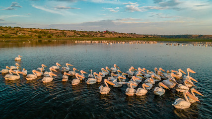 Fototapeta na wymiar A flock of white pelicans on lake beleu, moldova during sunset
