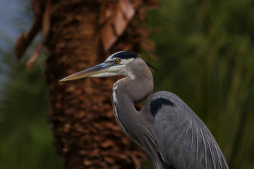 Focus on Great Blue Heron in tropical environment