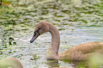 Juvenile Mute Swan, Cygnus olor on the water