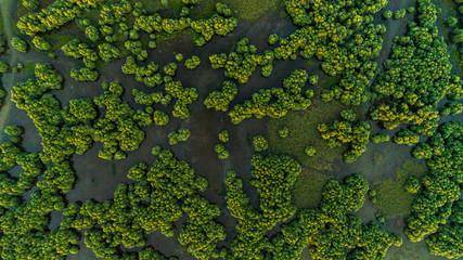 top view of trees growing from water