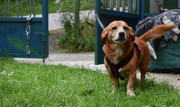 Dackelmischling aus dem Tierheim, Hund aus Tierasyl holen, &auml;lterer Hund als Gef&auml;hrte f&uuml;r Corona, Pandemie mit Hund aus dem Tierheim