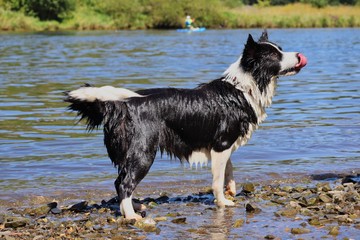 Playful Border Collie Stands on the River Bank of Vltava River in Czech Republic. Wet Black and White Dog Enjoys Summer Fun next to Water.