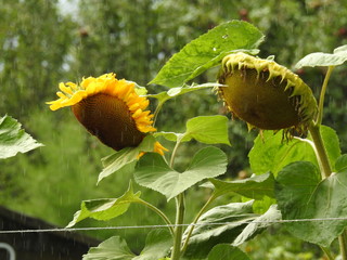 Ogród - słoneczniki w deszczu - "przetrwamy"
