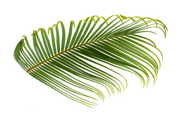 Fototapeta premium Tropical palm leaf isolated on white background