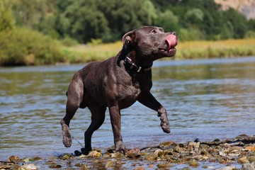 English Staffordshire Bull Terrier Standing on the Vltava River Bank with Tongue Out. Blue Staffy Posing next to Water in Czech Nature.
