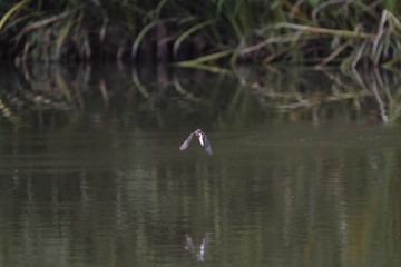 kingfisher in flight