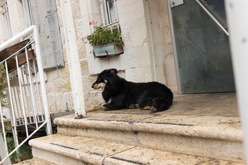 Black dog on the porch.