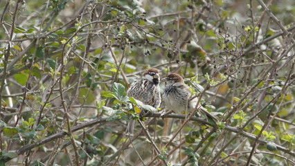 Spanish sparrow or willow sparrow (Passer hispaniolensis) in Azerbaijan 