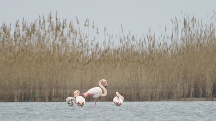Greater flamingo (Phoenicopterus roseus) resting on salt lake in Azerbaijan