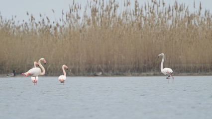 Greater flamingo (Phoenicopterus roseus) resting on salt lake in Azerbaijan