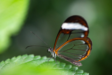 Glasswing Butterfly on a green leaf Greta oto