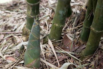 Shoot of Bamboo in the rain forest. 
Bamboo sprout. young bamboo sprouts at agriculture bamboo farm.