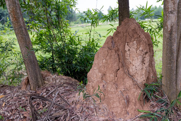 Termite mound in forest. Big termite mound in the jungle. Termite Mound Built among shrubs.