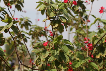 red flowers on a branch