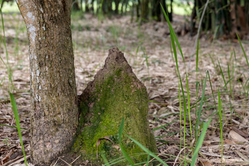 Termite mound in forest. Big termite mound in the jungle. Termite Mound Built among shrubs.