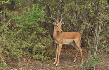 Zambia. Africa. Antelope in the savannah.