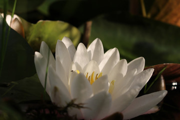 Seerose © Nieschefart