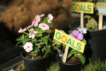 Goals in the garden