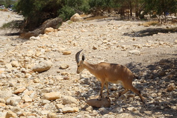 
Mountain goats of the Judean desert in Ein Gedi Park