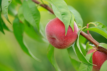 Beautiful ripe peach