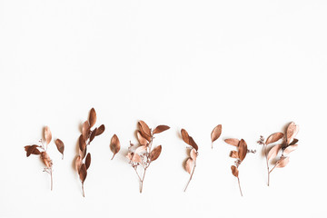 Autumn composition. Eucalyptus leaves on white background. Autumn, fall concept. Flat lay, top view