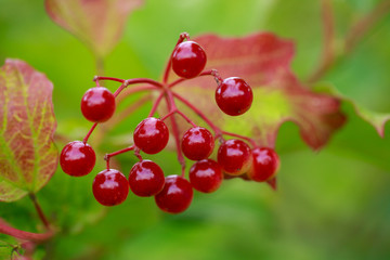 branch of red viburnum berries