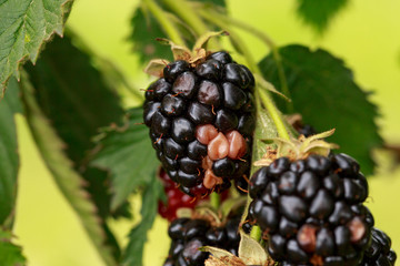 Blackberry bush in the garden