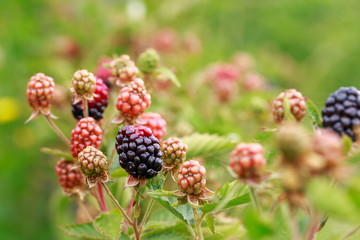 Blackberry bush in the garden