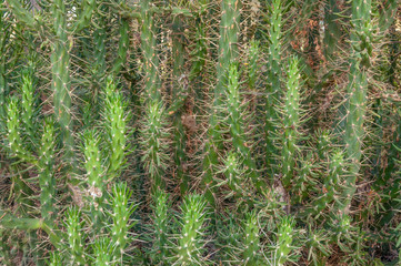 Long-boned green cactus. Background image