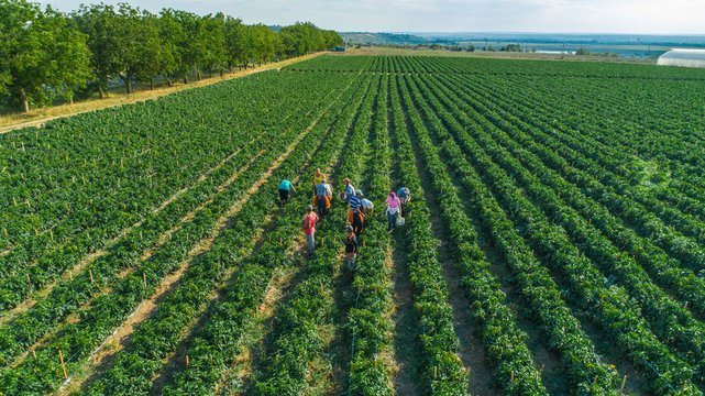 Aerial Top View Of People Gathering Pepper In The Rows In Field