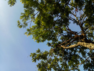 Petai tree in the sky
