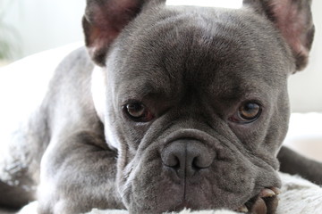 Grey french bulldog 