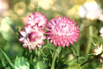 Fototapeta premium Everlasting flowers in late summer in the garden - greeting card with bokeh lights