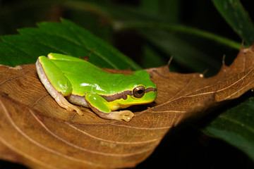 Tree frog in the family Hylidae, Hyla Annectans, Nagaland, India