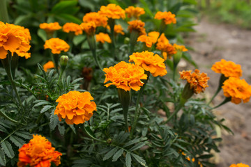 the bush of the black-shaved ones blooms in the flowerbed