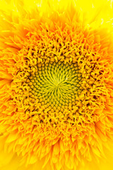 bright yellow sunflower in the sun