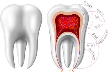 Vector Illustration of the Tooth Anatomy