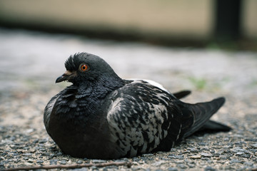 うずくまっている公園の鳩