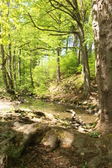 Bachlauf im Wald