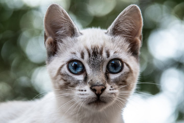 Cute cat and soft background