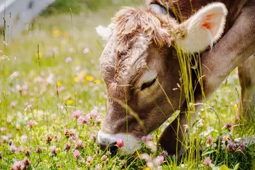 Fototapeten Kuh frisst Gras, Kräuter und Klee auf einer Alm © Studio Bachmann