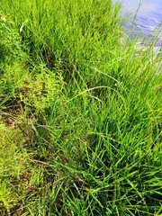 green grass background