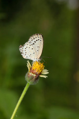 Lesser Grass Blue butterfly on flower,  Zizina otis, Panna, Madhya Pradesh, India