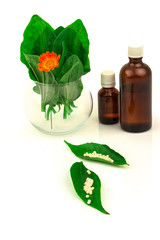 Green leaves and flower marigold, bottles and homeopathic globules. Homeopathy medicine. Nettle healing herbs, alternative medicinal concept. Isolated on white background. - 373457984