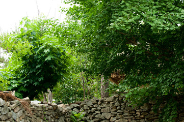 Fototapeta premium The beautiful countryside house and road in the forest.