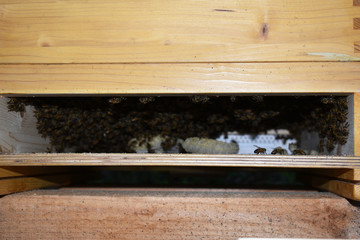 blick in den Bienenstock bei geöffneter, hinterer Klappe, Bienenvolk im Bienenstock