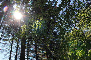Fototapeta premium Wald in Licht und Schatten